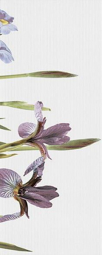 Декоративный элемент (плитка) Керамин Ирис ИрисПанно(тип1) купить недорого в интернет-магазине Керамос Декоративный элемент (плитка) Керамин Ирис ИрисПанно(тип1) купить недорого в интернет-магазине Керамос